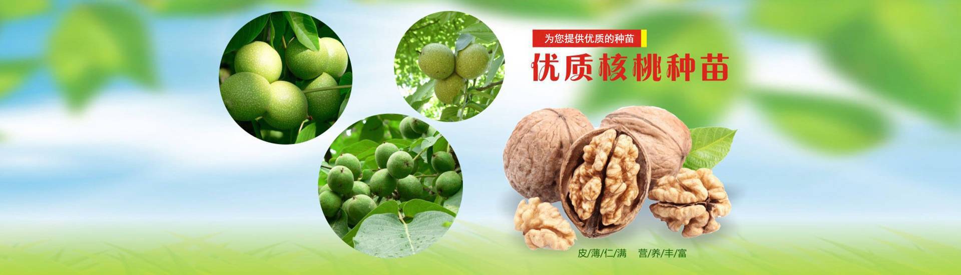 果樹苗批發(fā)