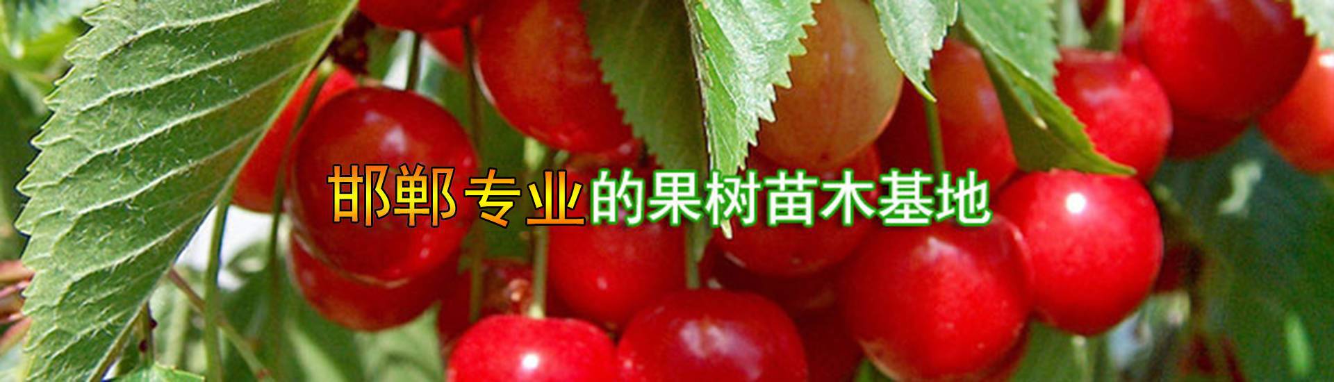 果樹苗新品種