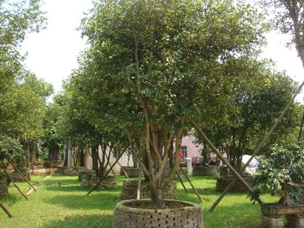 花苗木采購——校園建設(shè)