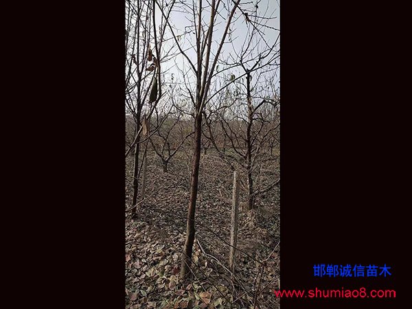 柿子苗基地實(shí)拍