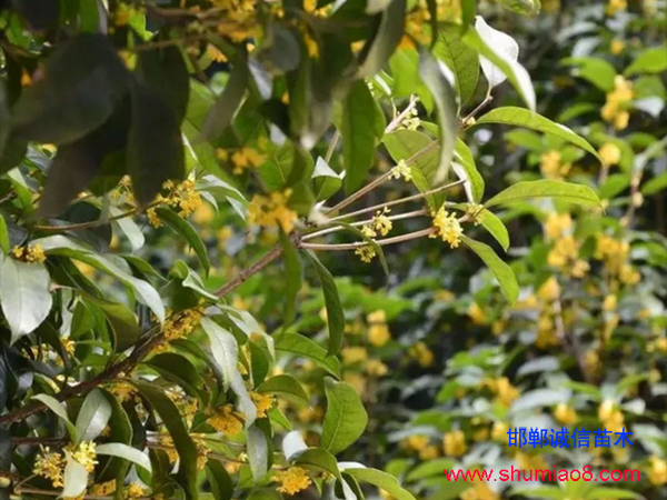 桂花