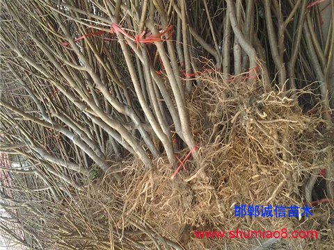 3公分桃樹苗