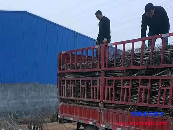 核桃苗卸車中