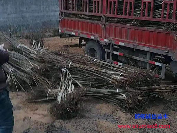 核桃苗卸車中