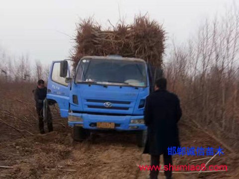 5公分桃樹苗正在裝車