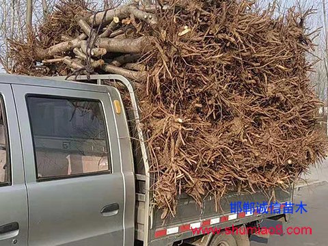 現挖桃樹苗裝車送貨