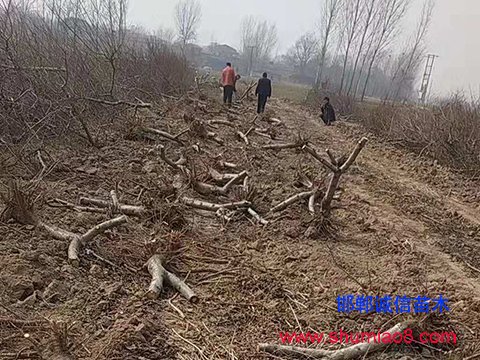 桃樹苗正在挖