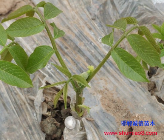 核桃的幼苗芽接技術