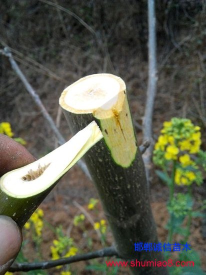 核桃的大樹枝接換頭嫁接技術