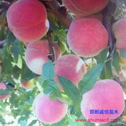 什么樣的桃苗是優(yōu)質(zhì)桃苗？桃子種類日漸多樣化，咱們種哪個？