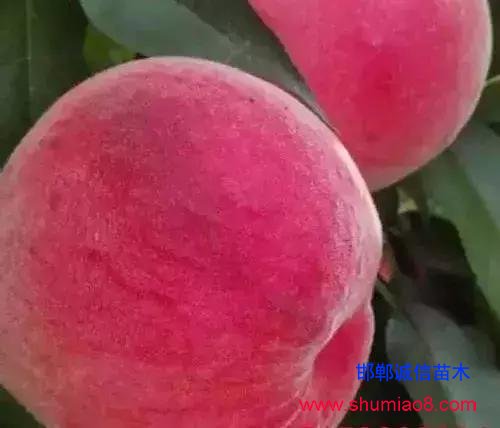 什么樣的桃苗是優(yōu)質(zhì)桃苗？桃子種類日漸多樣化，咱們種哪個？