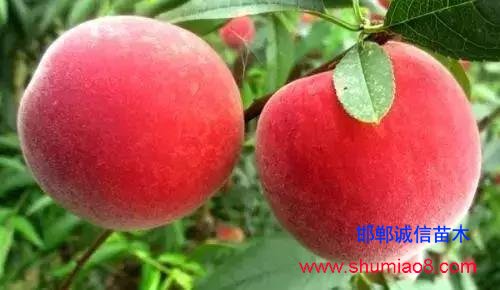 什么樣的桃苗是優(yōu)質(zhì)桃苗？桃子種類日漸多樣化，咱們種哪個？