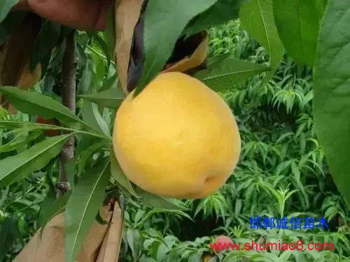 什么樣的桃苗是優(yōu)質(zhì)桃苗？桃子種類日漸多樣化，咱們種哪個？