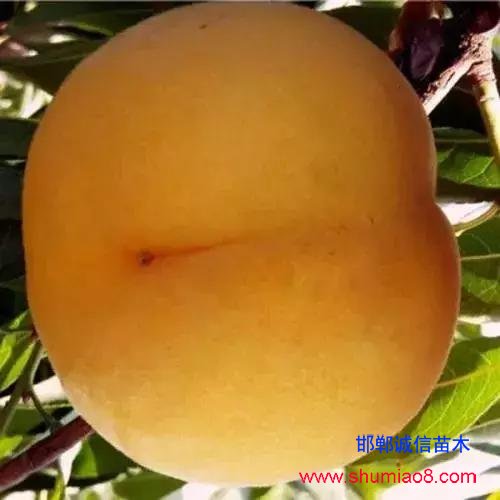 什么樣的桃苗是優(yōu)質(zhì)桃苗？桃子種類日漸多樣化，咱們種哪個？