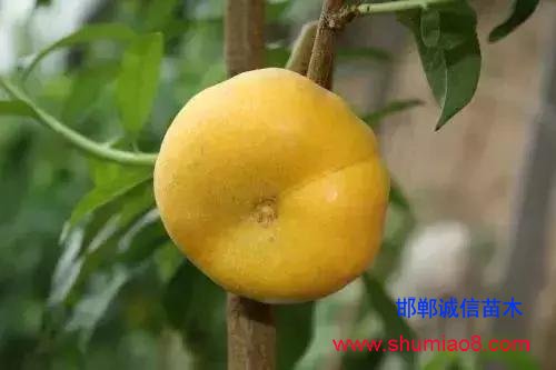 什么樣的桃苗是優(yōu)質(zhì)桃苗？桃子種類日漸多樣化，咱們種哪個？