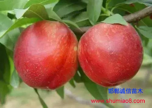 什么樣的桃苗是優(yōu)質(zhì)桃苗？桃子種類日漸多樣化，咱們種哪個？