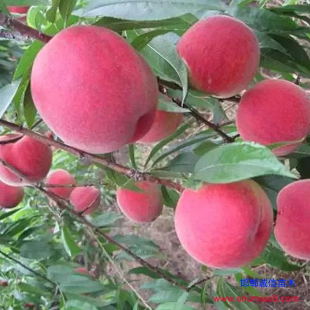 什么樣的桃苗是優(yōu)質(zhì)桃苗？桃子種類日漸多樣化，咱們種哪個？