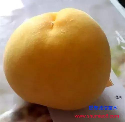 什么樣的桃苗是優(yōu)質(zhì)桃苗？桃子種類日漸多樣化，咱們種哪個？