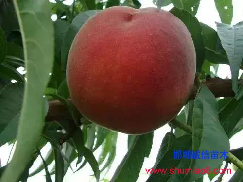 什么樣的桃苗是優(yōu)質(zhì)桃苗？桃子種類日漸多樣化，咱們種哪個？