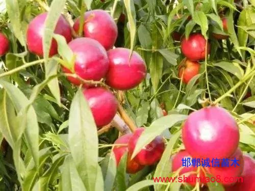 什么樣的桃苗是優(yōu)質(zhì)桃苗？桃子種類日漸多樣化，咱們種哪個？
