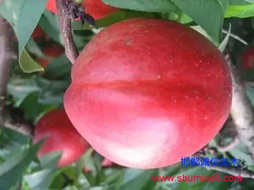 什么樣的桃苗是優(yōu)質(zhì)桃苗？桃子種類日漸多樣化，咱們種哪個？