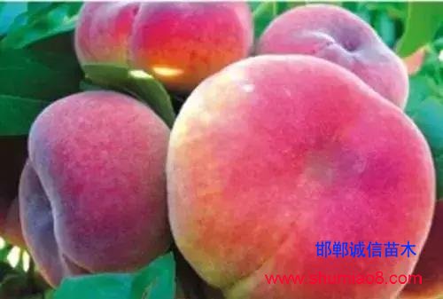 什么樣的桃苗是優(yōu)質(zhì)桃苗？桃子種類日漸多樣化，咱們種哪個？
