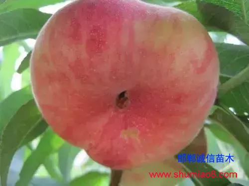 什么樣的桃苗是優(yōu)質(zhì)桃苗？桃子種類日漸多樣化，咱們種哪個？