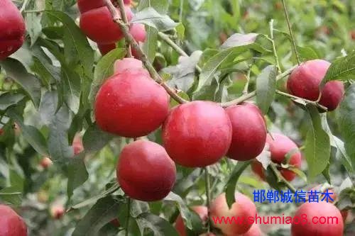 什么樣的桃苗是優(yōu)質(zhì)桃苗？桃子種類日漸多樣化，咱們種哪個？