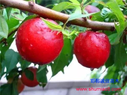 什么樣的桃苗是優(yōu)質(zhì)桃苗？桃子種類日漸多樣化，咱們種哪個？