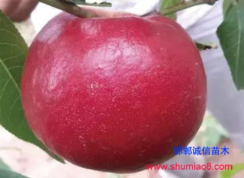 什么樣的桃苗是優(yōu)質(zhì)桃苗？桃子種類日漸多樣化，咱們種哪個？