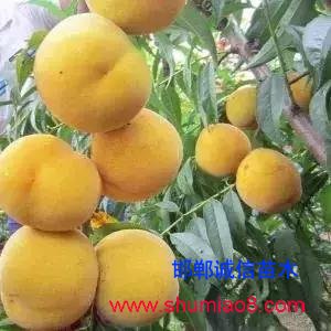 什么樣的桃苗是優(yōu)質(zhì)桃苗？桃子種類日漸多樣化，咱們種哪個？