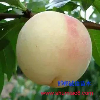 什么樣的桃苗是優(yōu)質(zhì)桃苗？桃子種類日漸多樣化，咱們種哪個？