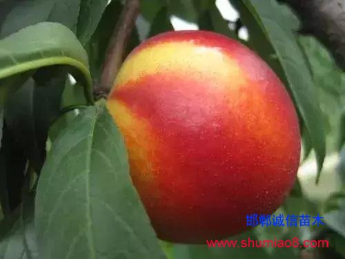 什么樣的桃苗是優(yōu)質(zhì)桃苗？桃子種類日漸多樣化，咱們種哪個？