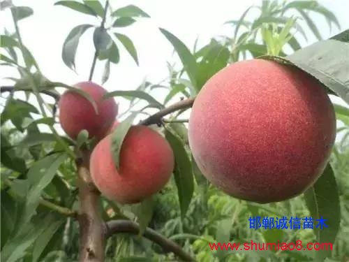 什么樣的桃苗是優(yōu)質(zhì)桃苗？桃子種類日漸多樣化，咱們種哪個？