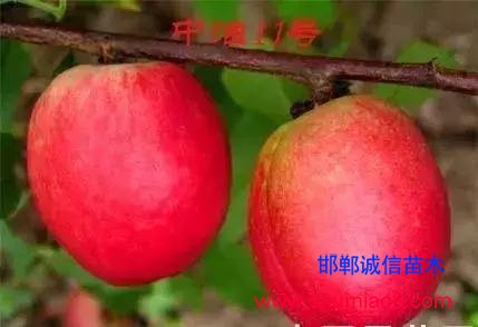 什么樣的桃苗是優(yōu)質(zhì)桃苗？桃子種類日漸多樣化，咱們種哪個？