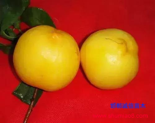 什么樣的桃苗是優(yōu)質(zhì)桃苗？桃子種類日漸多樣化，咱們種哪個？
