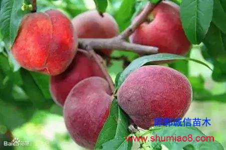 什么樣的桃苗是優(yōu)質(zhì)桃苗？桃子種類日漸多樣化，咱們種哪個？