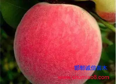 什么樣的桃苗是優(yōu)質(zhì)桃苗？桃子種類日漸多樣化，咱們種哪個？