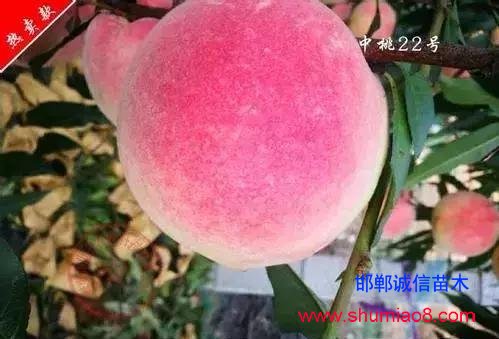 什么樣的桃苗是優(yōu)質(zhì)桃苗？桃子種類日漸多樣化，咱們種哪個？