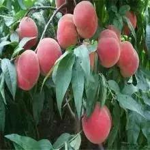 什么樣的桃苗是優(yōu)質(zhì)桃苗？桃子種類日漸多樣化，咱們種哪個？