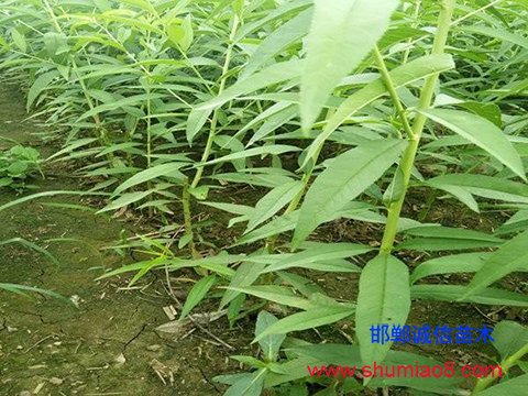 桃樹苗培養
