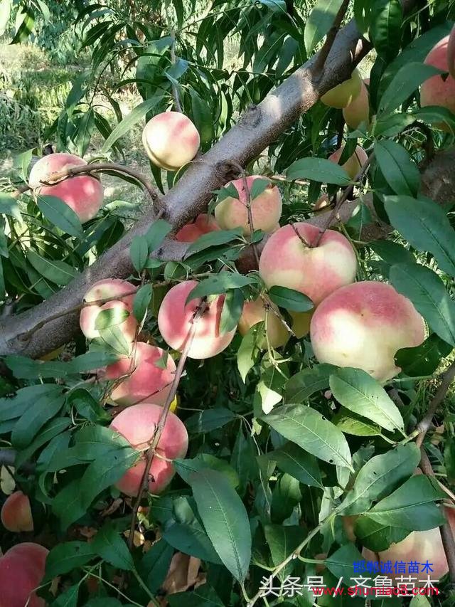 桃樹根接—桃樹接苗快速直接定植技術，果農朋友你不想試一下嗎？