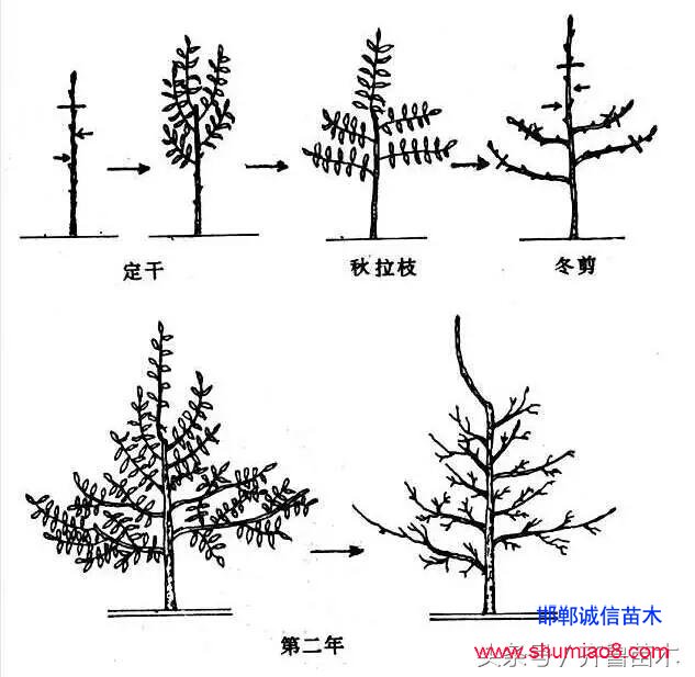 桃樹根接—桃樹接苗快速直接定植技術，果農朋友你不想試一下嗎？