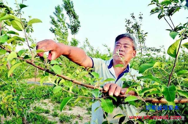 蘋果疏果