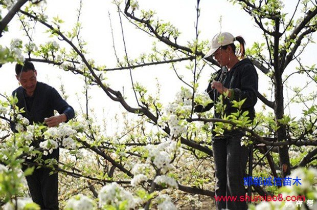 梨樹如何進行疏花疏果？