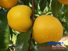 黃貴妃桃