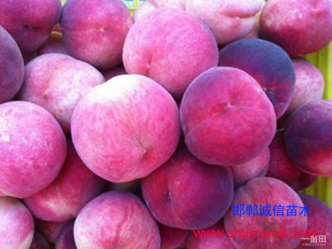 倉方早生