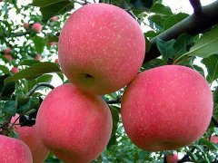 肥鄉3公分蘋果樹苗批發