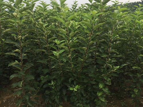 邯鄲哪有賣蘋果苗的？紅富士蘋果苗多少錢一顆？