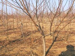 邯鄲3公分桃樹苗批發(fā) 